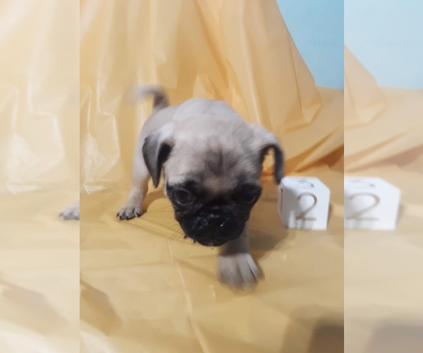 Medium Photo #2 Pug Puppy For Sale in SCOTTVILLE, MI, USA