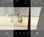 Small Photo #1 Bull Terrier Puppy For Sale in OKLAHOMA CITY, OK, USA