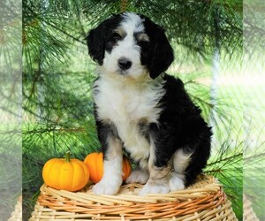 Bernedoodle Puppy for sale in FREDERICKSBG, OH, USA