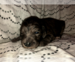 Small Photo #2 Aussiedoodle-Poodle (Standard) Mix Puppy For Sale in COMMERCE, MI, USA