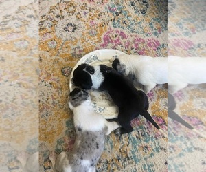 Great Dane Puppy for sale in ELIZABETHTOWN, NC, USA