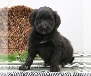 Goldendoodle (Miniature) Puppy for sale in STRASBURG, PA, USA