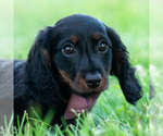 Puppy bentley Dachshund