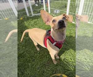 Mason (GA) - Male Chihuahua-Unknown Mix Dog for Adoption - Photo #3