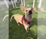 Small Photo #3 Chihuahua-Unknown Mix Puppy For Sale in New York, NY, USA