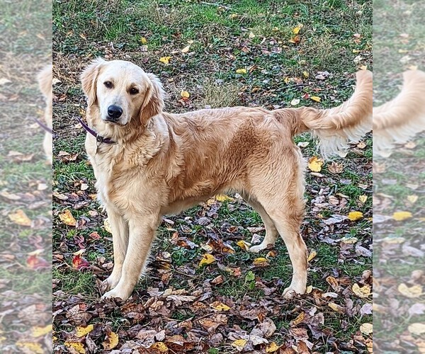 Medium Photo #7 Golden Retriever Puppy For Sale in PAMPLIN, VA, USA