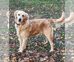 Small #6 Golden Retriever