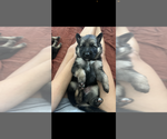 Small #1 German Shepherd Dog