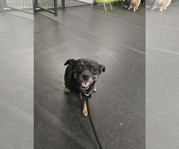 Medium Photo #3 Chihuahua Puppy For Sale in Sandy, UT, USA