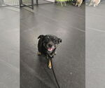 Small #2 Chihuahua