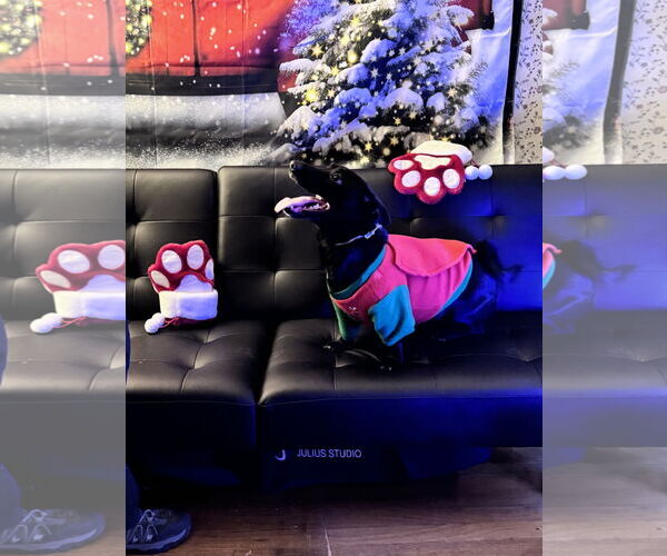 Medium Photo #7 Chiweenie Puppy For Sale in Sebec, ME, USA