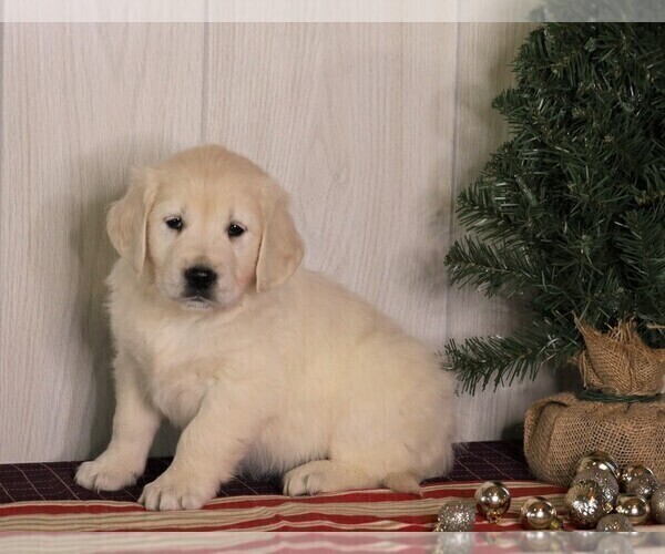Medium Photo #2 English Cream Golden Retriever Puppy For Sale in FREDERICKSBG, OH, USA