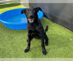 OTTER - Male German Shepherd Dog-Unknown Mix Dog for Adoption - Small photo