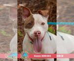 Small #1 American Pit Bull Terrier Mix