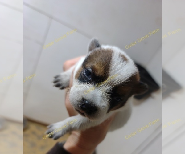 Medium Photo #4 Australian Cattle Dog Puppy For Sale in WINGATE, NC, USA