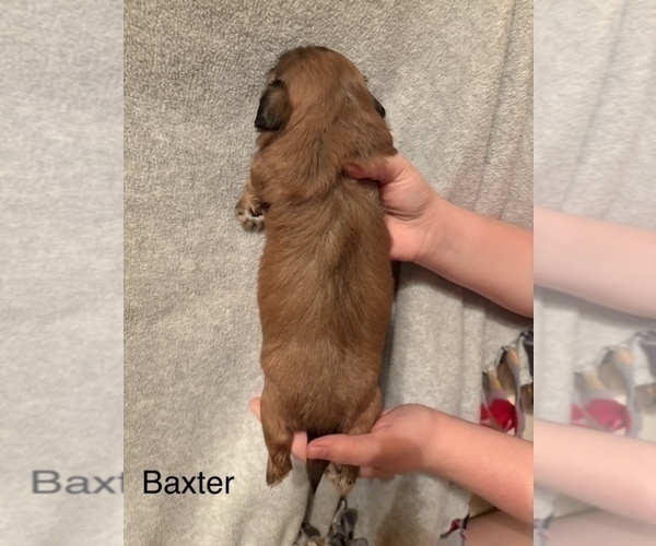 Medium Photo #78 Shih Apso Puppy For Sale in SCOTTSDALE, AZ, USA