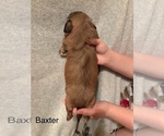 Small Photo #78 Shih Apso Puppy For Sale in SCOTTSDALE, AZ, USA