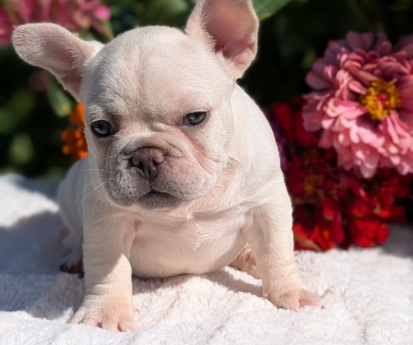 Medium Photo #14 French Bulldog Puppy For Sale in GOSHEN, IN, USA