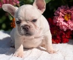 Small #13 French Bulldog
