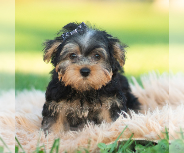Medium Photo #4 Morkie Puppy For Sale in WARSAW, IN, USA