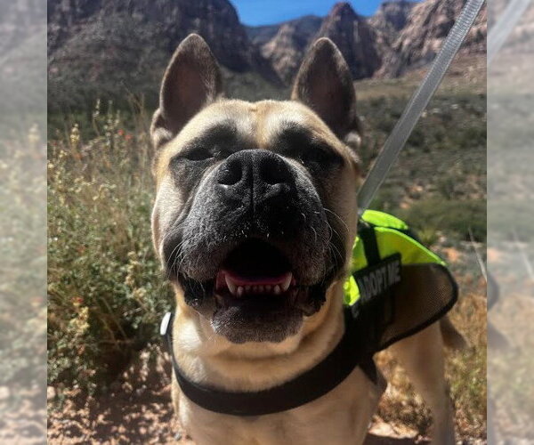 Medium Photo #2 Mastiff-Unknown Mix Puppy For Sale in Las Vegas, NV, USA