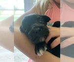 Small Photo #6 Aussie-Poo Puppy For Sale in ODIN, IL, USA