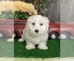Small Coton de Tulear