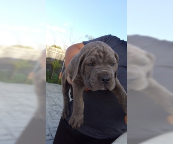 Medium Photo #14 Cane Corso Puppy For Sale in CITY INDUSTRY, CA, USA