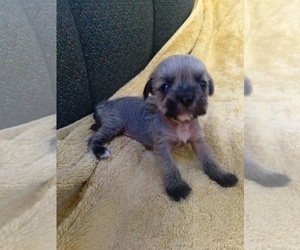 Shih Tzu-Xoloitzcuintli (Mexican Hairless) Mix Puppy for sale in COLVILLE, WA, USA