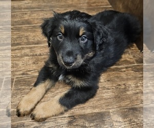 Australian Shepherd Puppy for sale in HILLIARD, FL, USA