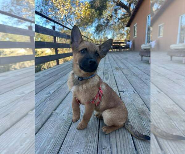 Medium Photo #2 Mutt Puppy For Sale in San Diego, CA, USA