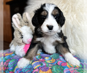 Miniature Bernedoodle Puppy for sale in OREGON CITY, OR, USA
