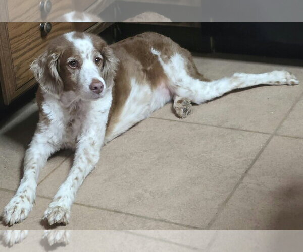 Medium Photo #2 Brittany Puppy For Sale in Cuba, NY, USA