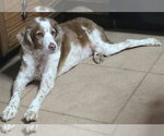 Small Photo #2 Brittany Puppy For Sale in Cuba, NY, USA