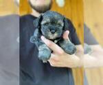 Small Photo #8 Schnauzer (Miniature) Puppy For Sale in SPENCER, TN, USA
