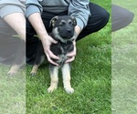 Small Photo #17 German Shepherd Dog Puppy For Sale in GREENWICH, NY, USA
