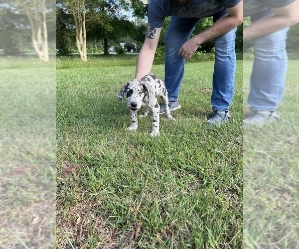 Medium Photo #7 Great Dane Puppy For Sale in HAYES, VA, USA