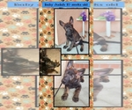 Small Photo #1 German Shepherd Dog Puppy For Sale in CLERMONT, FL, USA
