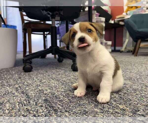 Medium Photo #4 Jack Russell Terrier Puppy For Sale in Springdale, PA, USA