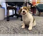 Small #3 Jack Russell Terrier