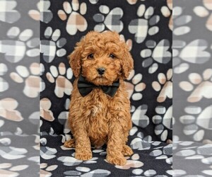 Goldendoodle Puppy for sale in GLEN ROCK, PA, USA