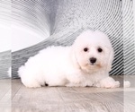 Small Photo #2 Bichon Frise Puppy For Sale in WESTPOINT, IN, USA