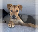 Small Photo #1 Mutt Puppy For Sale in phoenix, AZ, USA