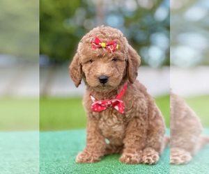 Goldendoodle Puppy for sale in FROSTPROOF, FL, USA
