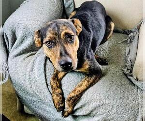 Labrador Retriever-Unknown Mix Dogs for adoption in Camarillo, CA, USA