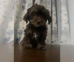 Small #42 Havanese