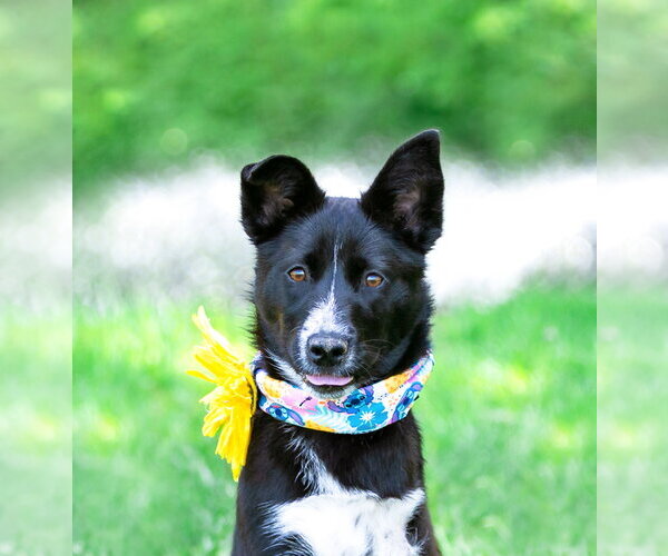 Medium Photo #3 Border Collie-Unknown Mix Puppy For Sale in Unionville, PA, USA