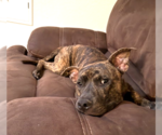 Small #2 American Pit Bull Terrier Mix