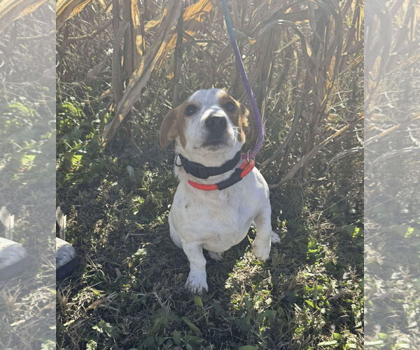 Medium Photo #3 Jack Russell Terrier-Unknown Mix Puppy For Sale in Westwood, NJ, USA