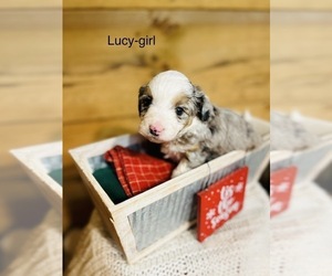 Miniature Australian Shepherd-Poodle (Toy) Mix Puppy for Sale in HAMILTON, Michigan USA